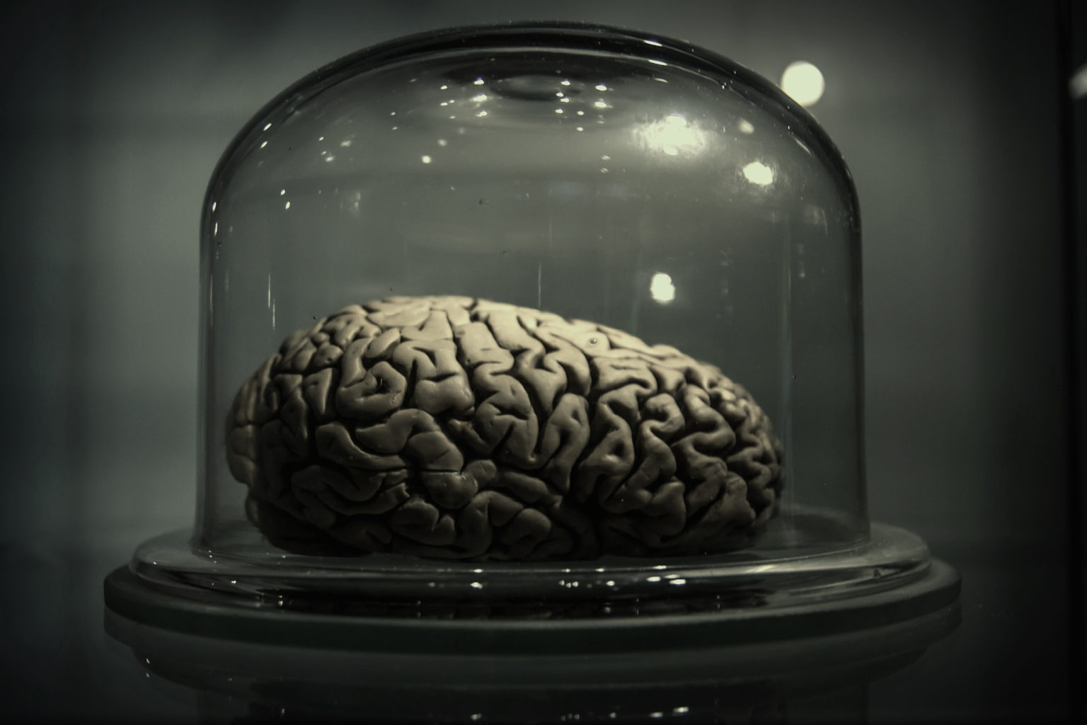  'zu biologisch' für die Vernunft: Getrocknetes Gehirn (© Riccardo Meneghini, Flickr)