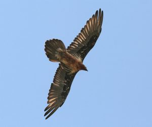 Der Bartgeier (Gypaetus barbatus): 2.5 Meter Flügelspannweite, 220 Exemplare in den Alpen, Ernährung: hauptsächlich Knochen.
